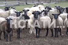 выкса.рф, Бродячие собаки загрызли 30 овец в Тамболесе