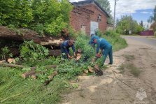 выкса.рф, Пожарные распилили аварийные деревья у реки Выксунки
