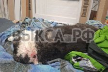 выкса.рф, Неизвестные расстреливают бездомных собак в Выксе