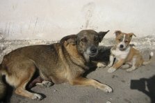 выкса.рф, «Догхантеры» на автомобиле расстреляли бездомных собак