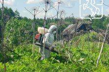 выкса.рф, Борьба с борщевиком Сосновского: в округе пройдут плановые обработки