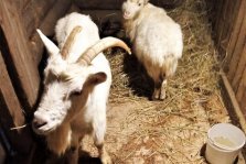 выкса.рф, Благотворитель передал многодетной семье коз и кур