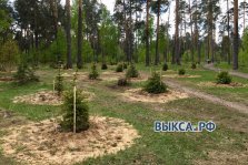 выкса.рф, Более 600 деревьев и кустарников посадят в 2022 году
