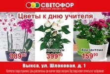 выкса.рф, Цветы ко Дню учителя — в супермаркете «Светофор»