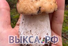 выкса.рф, Грибная пора