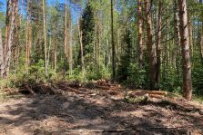 выкса.рф, «Чёрные лесорубы» украли древесину на 3 млн рублей
