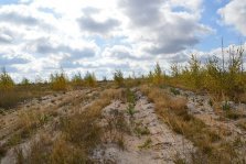 выкса.рф, 200 гектаров леса засеяно молодыми соснами