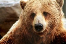 выкса.рф, В Нижегородской области закрыт сезон охоты на медведя