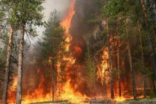 выкса.рф, Огонь уничтожил 9 гектаров леса в Выксунском районе