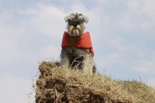выкса.рф, Депутат Козерадская предложила установить памятник собаке Швондеру