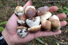 выкса.рф, 20 грибников заблудились в лесах Нижегородской области в выходные