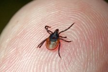 выкса.рф, Почти 100 детей пострадали от укусов клещей в Нижегородской области