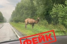 выкса.рф, 🐫 А был ли верблюд?