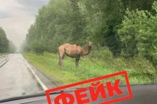 выкса.рф, 🐫 А был ли верблюд?
