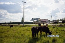 выкса.рф, В Шиморском фермер пасёт стадо не выходя из дома