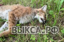 выкса.рф, 🐾 Редкий хищник: на обочине трассы под Выксой обнаружили погибшую рысь