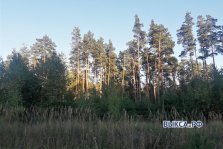 выкса.рф, Агрофирма «Металлург» посадила новый лес