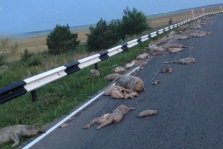 выкса.рф, Сотни мертвых поросят растерял грузовик из Выксы по дороге в Саранск