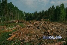 выкса.рф, Вырубка зеленого леса — законно ли?