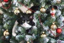 выкса.рф, Как уберечь новогоднюю елку от кота