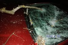 выкса.рф, В Выксе упавшее дерево повредило три автомобиля