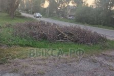 выкса.рф, В Шиморском жители ждут уборки спиленных деревьев: администрация обещает решение до 11 августа