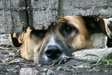 выкса.рф, Организаторы «концлагеря для собак» идут под суд