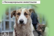 выкса.рф, За шесть месяцев 2025 года в Выксе отловили 66 безнадзорных собак