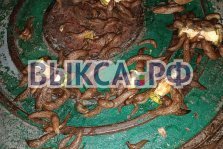 выкса.рф, Кто подкармливает слизней?
