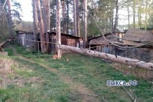 выкса.рф, Упавшее дерево в Выксе повредило газопровод