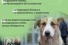 выкса.рф, С начала года на улицах Выксы специалисты отловили 73 бездомные собаки
