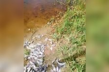 выкса.рф, Рыба массово погибла на Вильском пруду