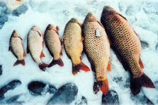выкса.рф, В Выксе прошли областные соревнований по ловле рыбы