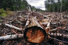 выкса.рф, С начала года в Выксе зафиксировано 35 незаконных вырубок леса