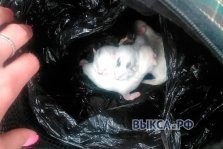 выкса.рф, Новорожденных котят оставили умирать в пакете на пешеходной дорожке