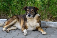 выкса.рф, В апреле поймали и чипировали 17 бездомных собак