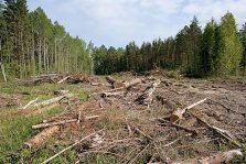выкса.рф, Прокуратура обязала выксунский лесхоз отделить противопожарной полосой остатки древесины в лесу