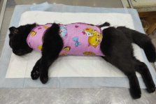 выкса.рф, Фонд «Вторая жизнь» возобновил акцию по льготной стерилизации кошек
