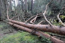 выкса.рф, Выксунские депутаты рассмотрели законодательные инициативы, которые помогут в борьбе с хищением леса
