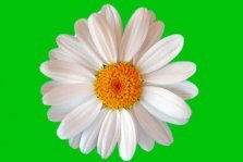 выкса.рф, Конкурс «Изготовление ромашек»