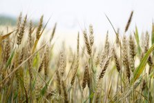 выкса.рф, В Нижегородской области собран рекордный урожай зерна