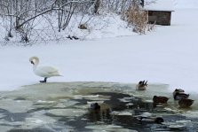 выкса.рф, Руслан и Любава отправились на зимнюю квартиру