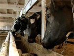 выкса.рф, Агрофирма «Металлург» вложила 74 млн. рублей в создание животноводческого комплекса