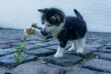 выкса.рф, Ветеринары предлагают бесплатно проверить здоровье кошек