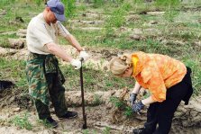 выкса.рф, Местные парламентарии приняли участие в восстановлении леса