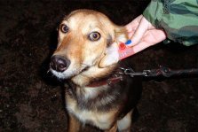 выкса.рф, Волонтеры «Второй жизни» продолжают выпускать привитых собак в город