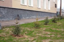 выкса.рф, В Выксе посадили 50 саженцев молодых деревьев