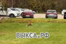 выкса.рф, Рыжая снова в городе: лису заметили в районе ЛПК