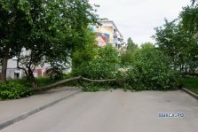 выкса.рф, Упавшее дерево перекрыло проезд