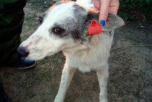 выкса.рф, Волонтеры «Второй жизни» выпустили на улицы города двух привитых собак